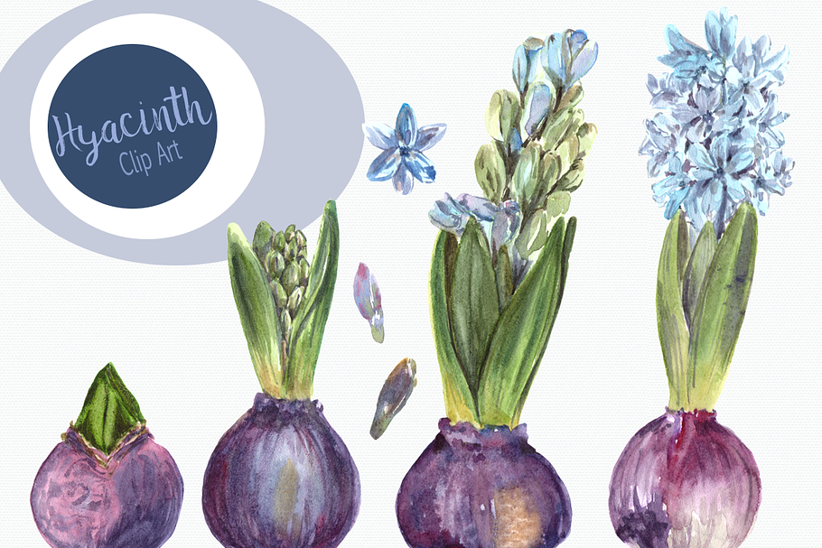 Watercolor Hyacinth Clip Art Set