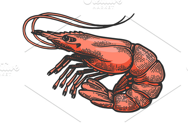 Shrimp sea animal sketch color