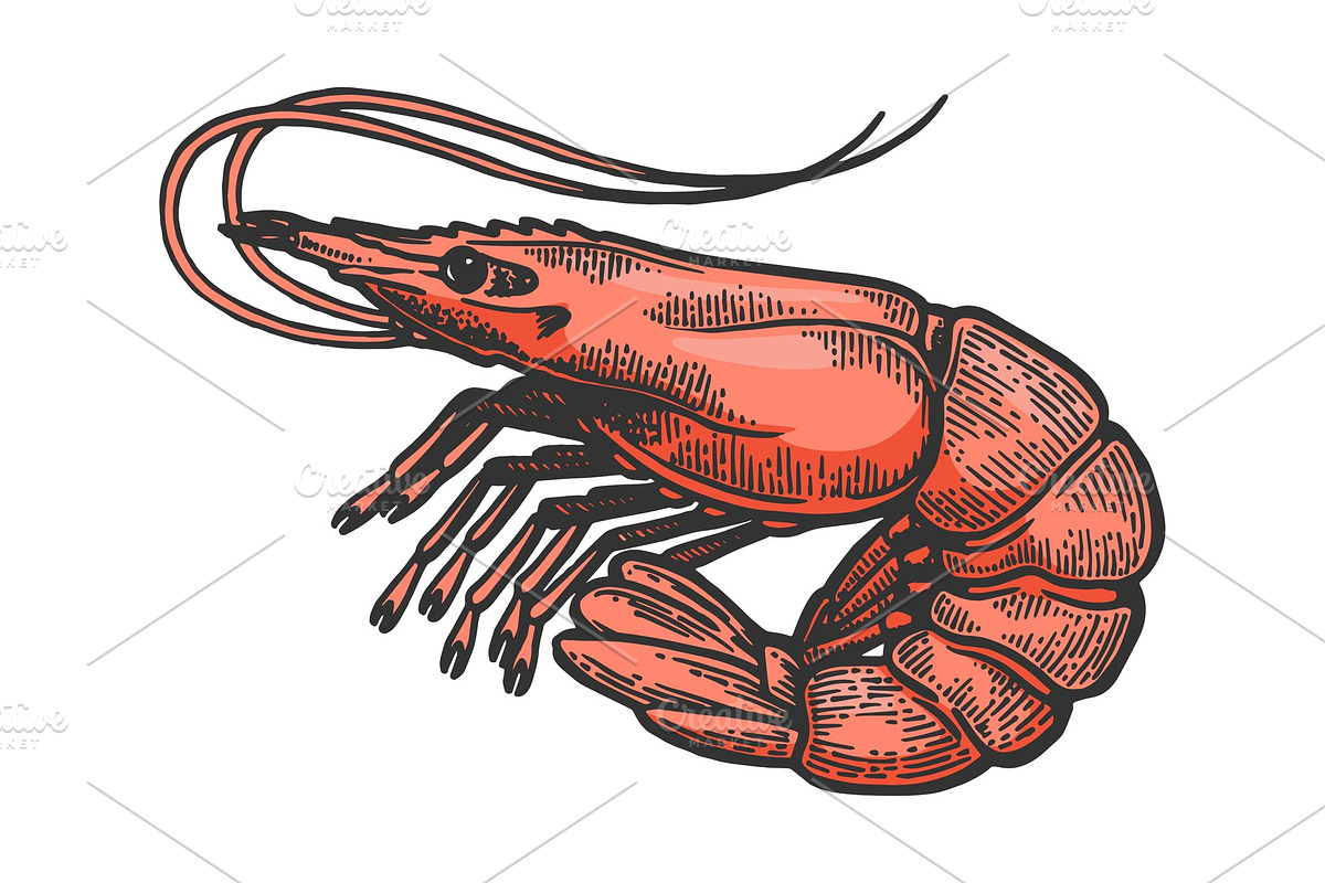 Shrimp sea animal sketch color in Illustrations - product preview 8