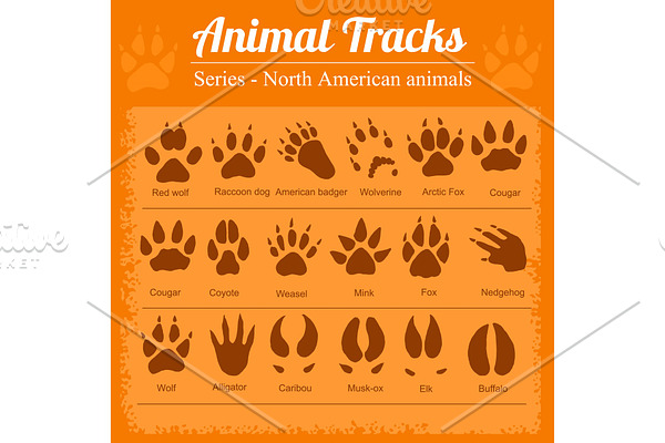 Animal Footprints - North American