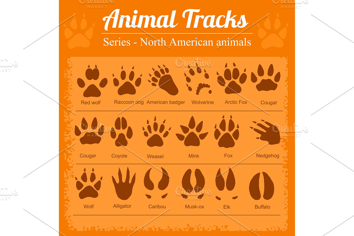 Animal Footprints - North American in Illustrations - product preview 8