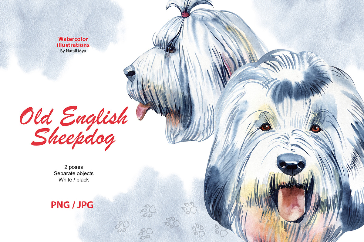 Watercolor dog. Old English Sheepdog in Illustrations - product preview 8