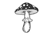 Amanita mushroom sketch engraving