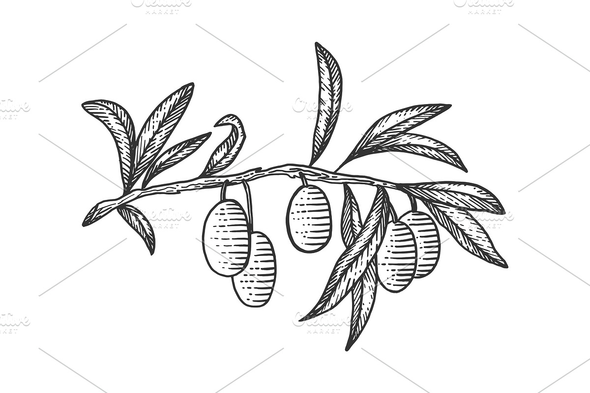 Olive branch sketch engraving vector in Illustrations - product preview 8