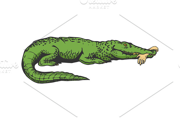 Alligator with hand color sketch