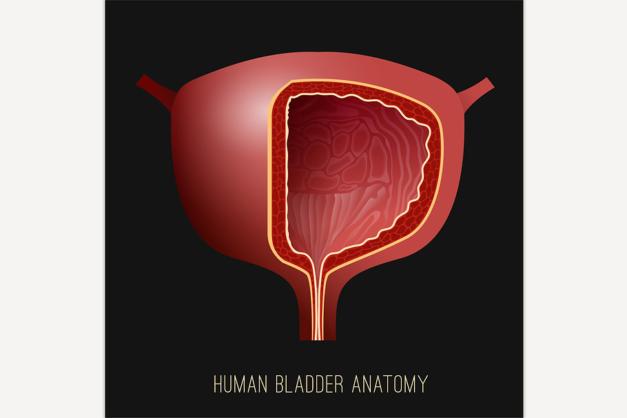Urinary bladder image in Illustrations - product preview 8
