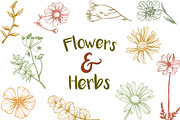 Vintage Flowers & Herbs