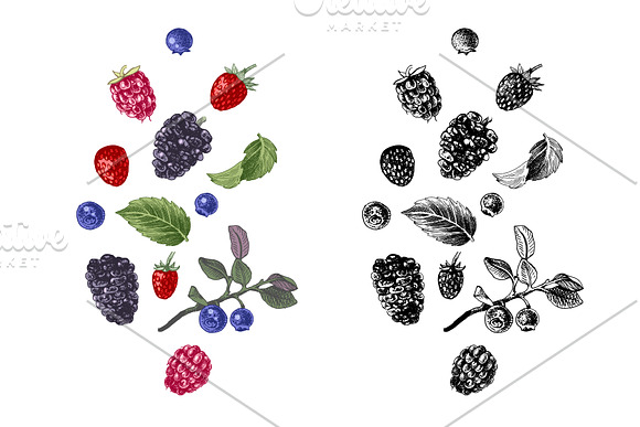 Fresh berries in Illustrations - product preview 5