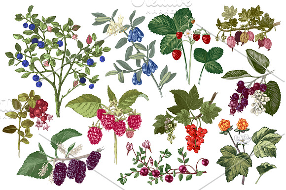 Fresh berries in Illustrations - product preview 8