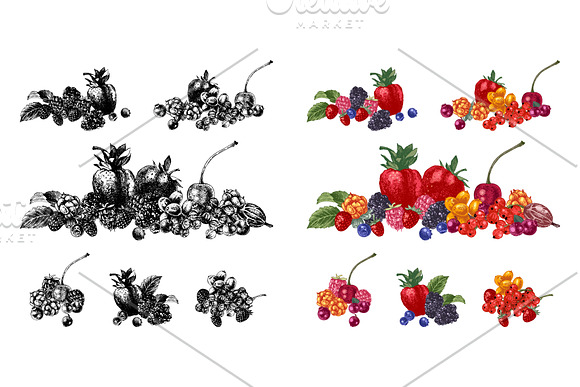 Fresh berries in Illustrations - product preview 9