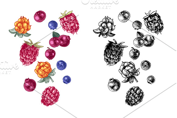 Fresh berries in Illustrations - product preview 14