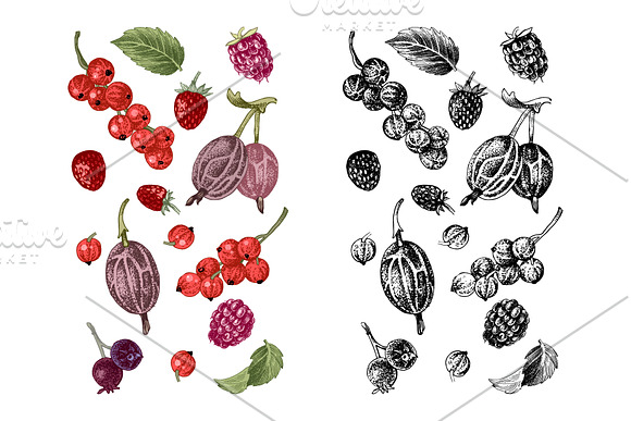 Fresh berries in Illustrations - product preview 20