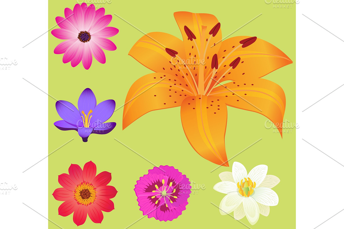 Yellow Lily Flower with Smaller in Illustrations - product preview 8
