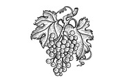 Grapes with leaves sketch engraving