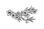 Cherry blossom sketch engraving