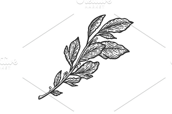 Laurel branch sketch engraving