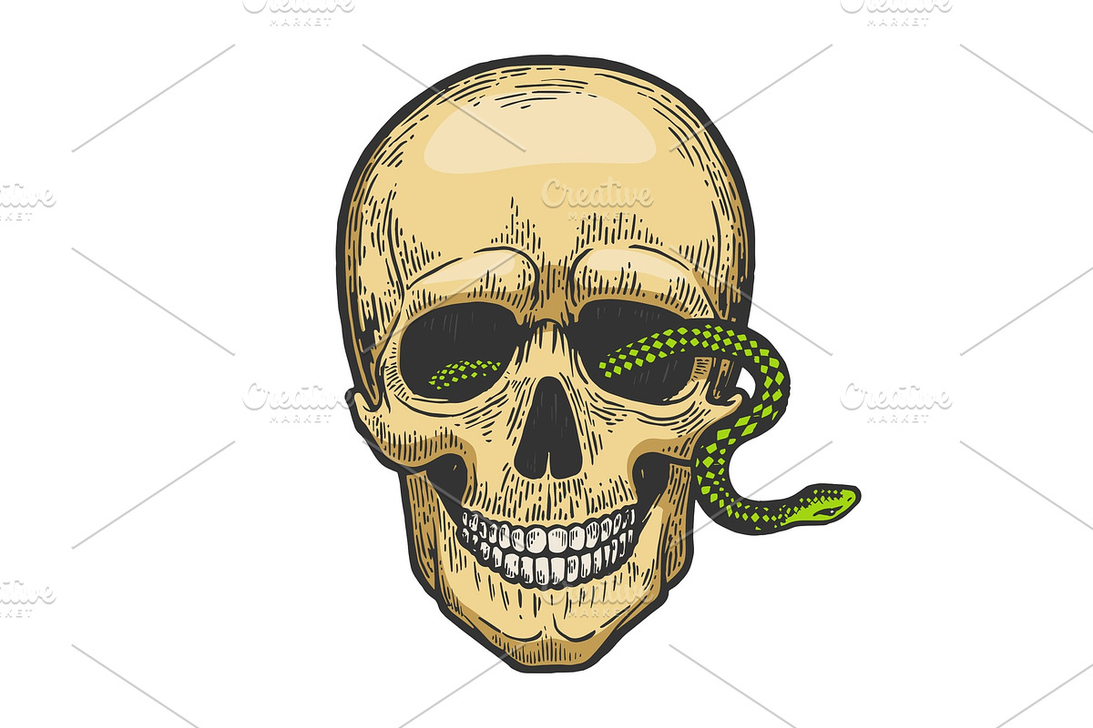Snake human skull color sketch in Illustrations - product preview 8