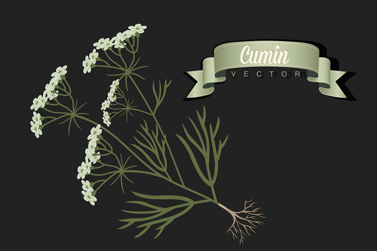 Cumin Vector Illustration in Illustrations - product preview 8