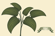 Green leaf vector