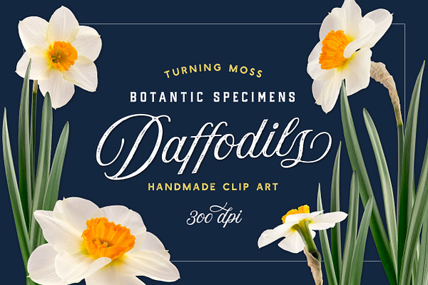 Daffodil Realistic ClipArt Specimens