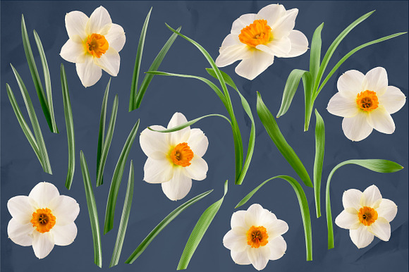 Daffodil Realistic ClipArt Specimens in Objects - product preview 2