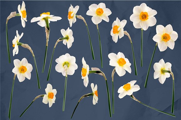 Daffodil Realistic ClipArt Specimens in Objects - product preview 3