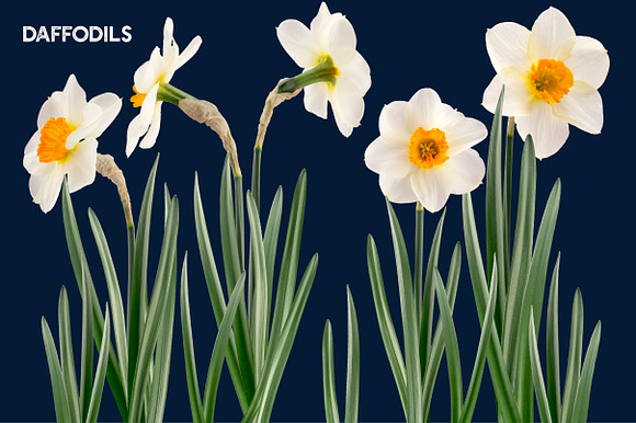 Daffodil Realistic ClipArt Specimens in Objects - product preview 4