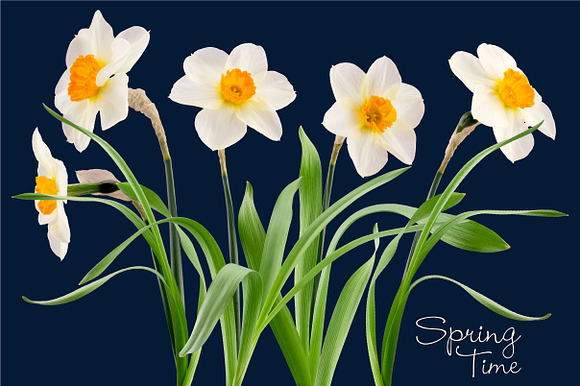Daffodil Realistic ClipArt Specimens in Objects - product preview 5