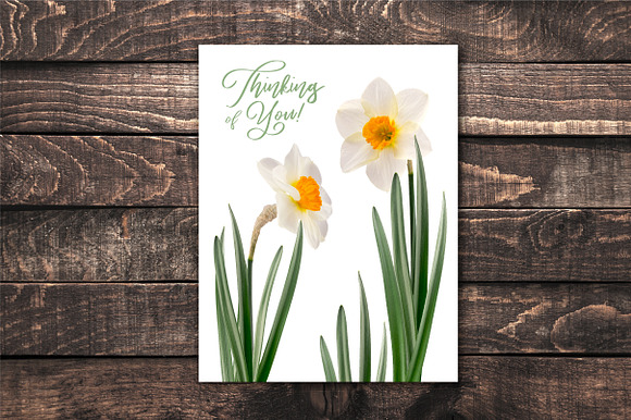 Daffodil Realistic ClipArt Specimens in Objects - product preview 6