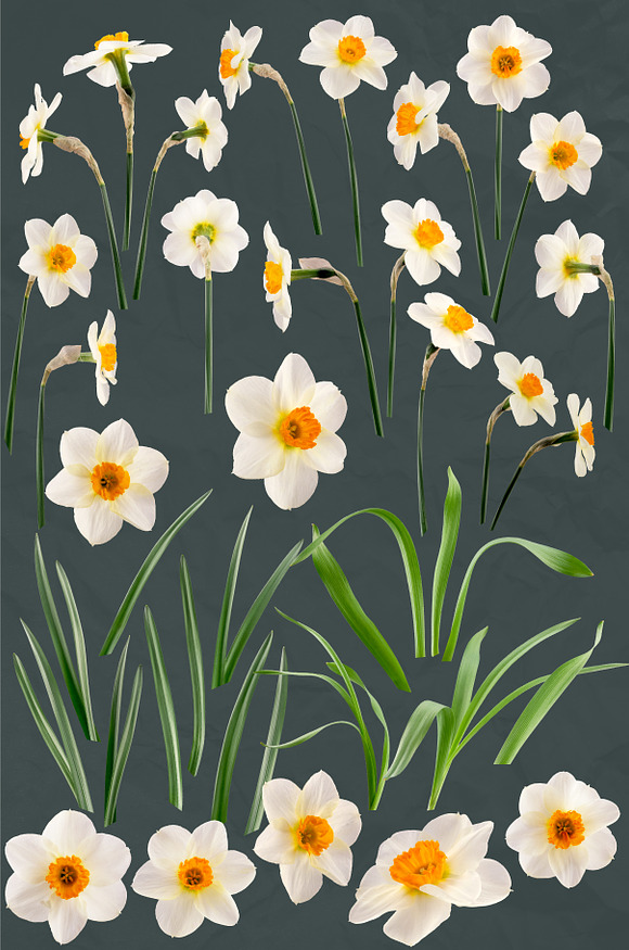 Daffodil Realistic ClipArt Specimens in Objects - product preview 7