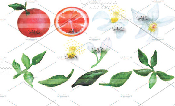 Watercolor Oranges with flower/leafs in Illustrations - product preview 1