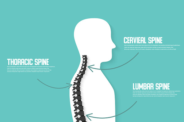Human spine anatomy vector