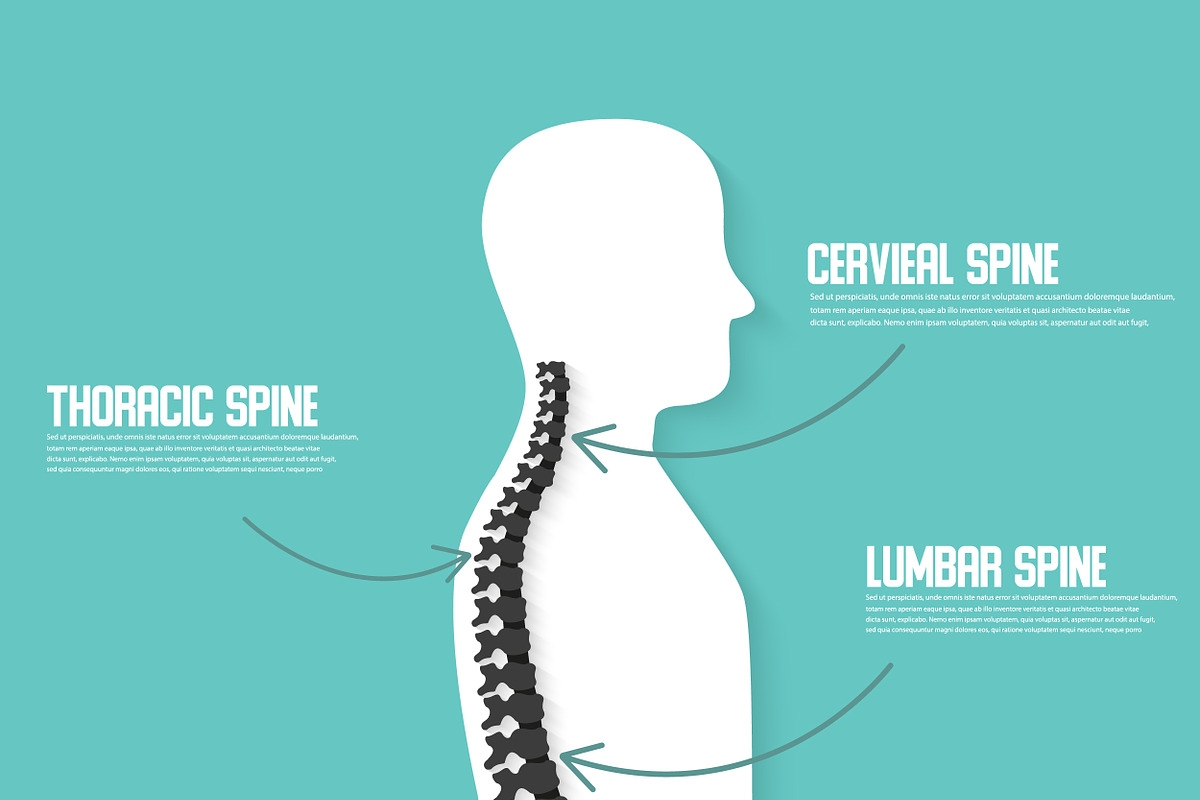 Human spine anatomy vector in Icons - product preview 8
