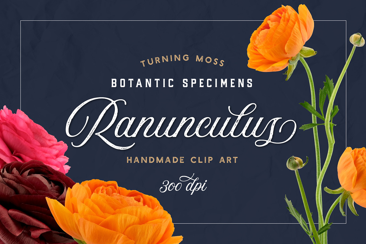 Ranunculus Floral ClipArt Realistic in Objects - product preview 8
