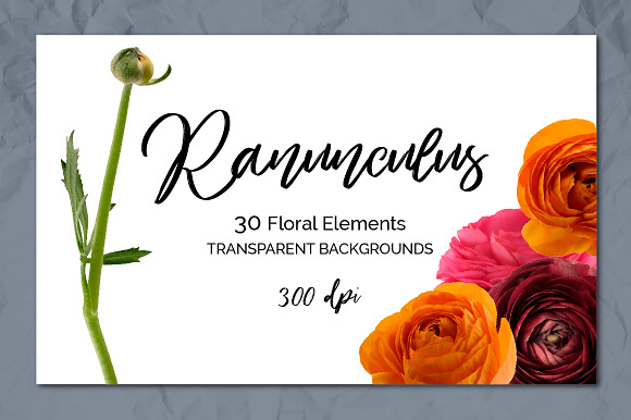 Ranunculus Floral ClipArt Realistic in Objects - product preview 1