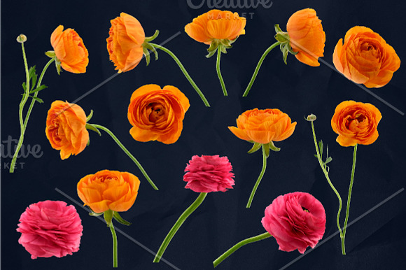Ranunculus Floral ClipArt Realistic in Objects - product preview 3