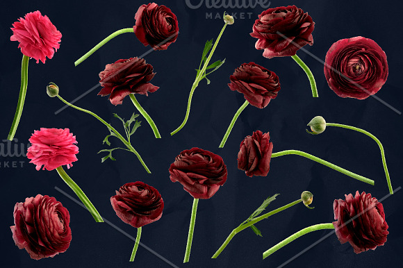 Ranunculus Floral ClipArt Realistic in Objects - product preview 4