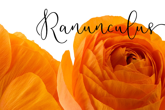Ranunculus Floral ClipArt Realistic in Objects - product preview 5