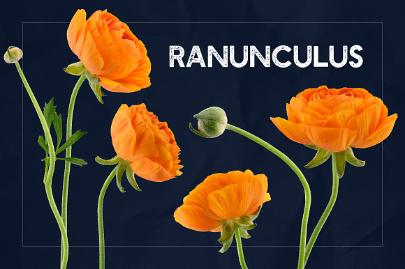 Ranunculus Floral ClipArt Realistic in Objects - product preview 6