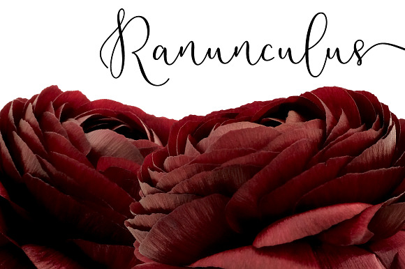 Ranunculus Floral ClipArt Realistic in Objects - product preview 7