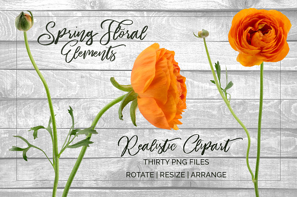 Ranunculus Floral ClipArt Realistic in Objects - product preview 9
