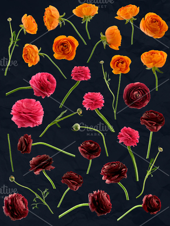 Ranunculus Floral ClipArt Realistic in Objects - product preview 11