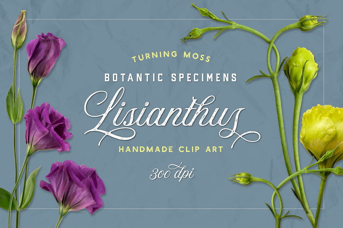 Lisianthus Blooms Realistic Flowers in Objects - product preview 8