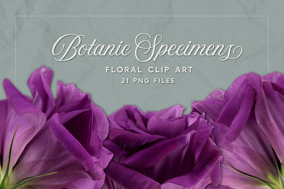 Lisianthus Blooms Realistic Flowers in Objects - product preview 1