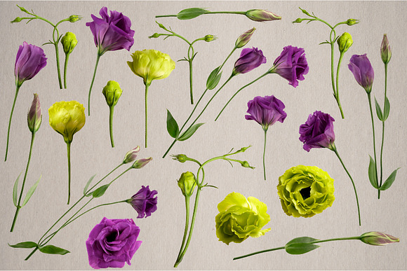 Lisianthus Blooms Realistic Flowers in Objects - product preview 2
