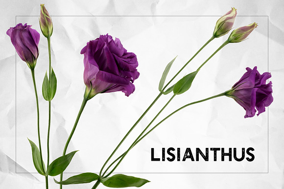 Lisianthus Blooms Realistic Flowers in Objects - product preview 3