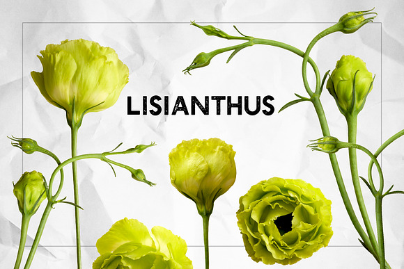 Lisianthus Blooms Realistic Flowers in Objects - product preview 4