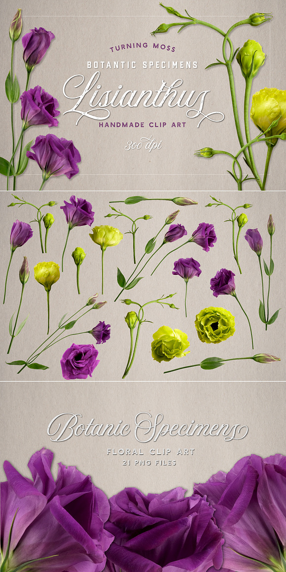 Lisianthus Blooms Realistic Flowers in Objects - product preview 7