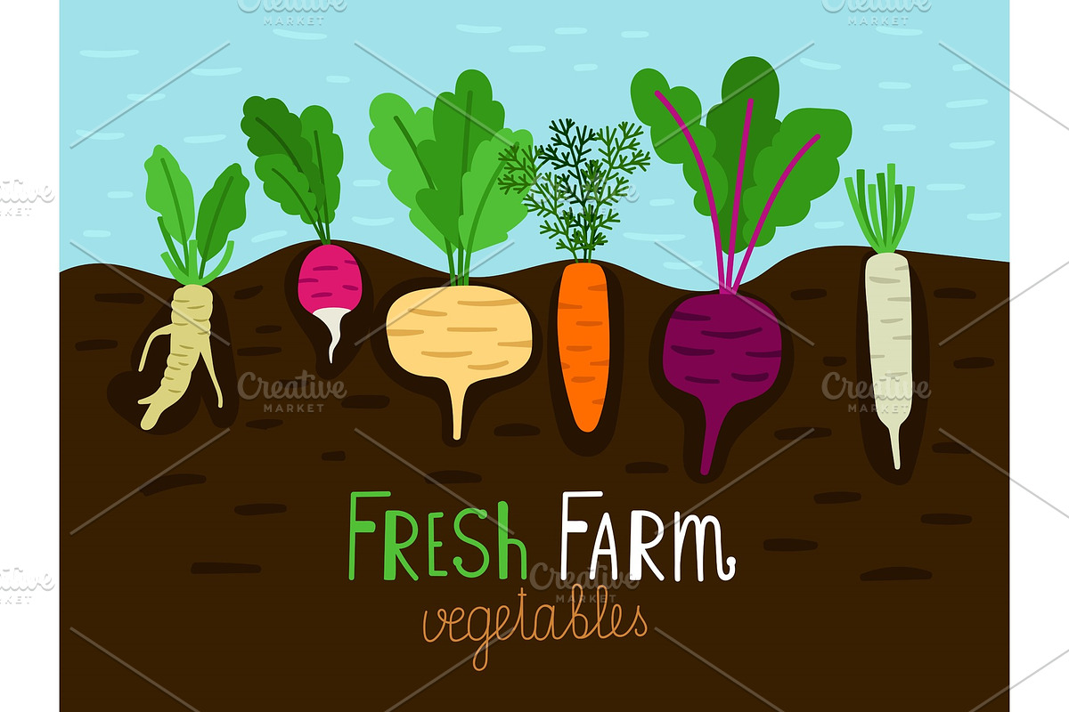 Vegetables garden growing in Illustrations - product preview 8