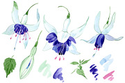 Fuchsia Watercolor png
